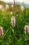 Shallow depth of field photo, only flower of ribwort plantain l