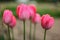 Shallow depth of field photo, only one petal in focus, young pink tulips flowers. Abstract spring flowery background