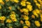 Shallow depth of field photo, only single blossom in focus, small yellow flowers - abstract spring flowery background