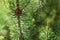 Shallow depth of field photo, only small coniferous cone in focus, detail on young green fir tree, sun shines in back. Abstract