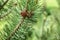 Shallow depth of field photo, only small coniferous cone in focus, young green fir tree, sun shines in back. Abstract spring