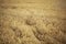 Shallow depth of field photo of wheat / rye field on overcast da