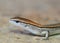 Shallow Depth of Field Portrait of a Ground Skink