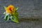 Shallow depth of field. Safflower flower in yellow against a gray fabric background. Copy space. Close-up. Carthamus tinctorius,