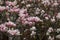 Shallow depth of field selective focus details with buds and flowers of a Magnolia tree in the spring