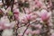 Shallow depth of field selective focus details with buds and flowers of a Magnolia tree in the spring