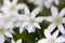 Shallow depth of field selective focus details white rain lily flowers Zephyranthes candida, autumn zephyr lily, white