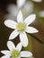 Shallow depth of field selective focus details white rain lily flowers Zephyranthes candida, autumn zephyr lily, white