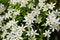 Shallow depth of field selective focus details white rain lily flowers Zephyranthes candida, autumn zephyr lily, white