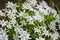 Shallow depth of field selective focus details white rain lily flowers Zephyranthes candida, autumn zephyr lily, white