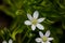 Shallow depth of field selective focus details white rain lily flowers Zephyranthes candida, autumn zephyr lily, white