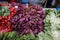 Shallow depth of field selective focus image with orache spinach, green salad and radishes on sale in a vegetables street stall