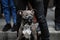 Shallow depth of field selective focus image with a pitbull wearing a muzzle together with a group of people