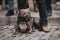 Shallow depth of field selective focus image with a pitbull wearing a muzzle together with a group of people