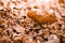 Shallow depth of field shot of Brown dry leaves pile on the ground