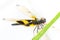 Shallow depth of field shot of dragonfly perching on green grasses white background closeup in the garden.soft focus.