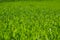 Shallow depth of field shot of green grass