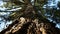 A shallow depth of field view looking up a coastal redwood tree