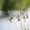 Shallow depth of field view of reeds over lake in Summer season