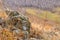 Shallow depth of field view of rock stones covered with lichen surrounded by yellow autumn grass on gentle hills