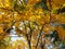 Shallow depth of field of yellowish leaves of winter tree, Photo of yellow leaves tree from below in winter season