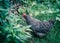 Shallow DOF free range Marans breed laying egg hen chicken at organic vegetable garden near Dallas, Texas, USA