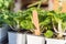 Shallow DOF fresh pot of bok choy plants with labels for sale close-up