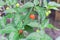 Shallow DOF load of ripe red and green Habanero fruits on the plant at organic backyard garden near Dallas, Texas, USA