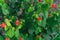 Shallow DOF Turk`s cap or Malvaviscus arboreus red flowers at front yard near Dallas, Texas, USA