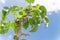 Shallow DOF upward view of small Asian pear tree with young fruits under cloud blue sky