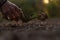 Shallow dramatic shot of a female hand laying a rose on the ground - concept of grief