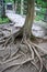 Shallow exposed tree roots along path