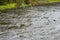 Shallow flow of the Sugar River in Newport, New Hampshire