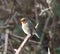 Shallow focus of an adorable European robin bird on a branch with a background of trees