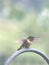 Shallow focus of an adorable hummingbird perching on a metal pole