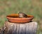 Shallow focus of an adorable sparrow in a pot full of water isolated on a cut tree trunk