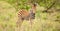 Shallow focus of an adorable zebra foal looking to the camera in a game reserve