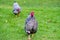 Shallow focus of an adult silver-laced wyandotte hen seen running to the camera.