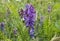 Shallow focus of BAIKAL SKULLCAP with green flowers with lawn blurred background