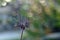 Shallow focus of Bidens bipinnata covered with spider web