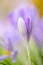 Shallow focus Blooming violet crocuses in springtime