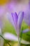 Shallow focus Blooming violet crocuses in springtime