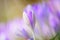 Shallow focus Blooming violet crocuses in springtime