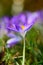 Shallow focus Blooming violet crocuses in springtime