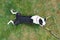 Shallow focus on a Boston Terrier dog lying flat on grass