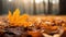 Shallow Focus Captures The Beauty Of Autumn Leaves