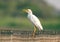 Shallow focus closeup shot of a Cattle egret bird on a metal fence