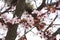 Shallow focus closeup shot of cherry blossom flowers in spring