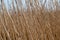 Shallow focus closeup shot of the dry grass in a field