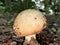 Shallow focus closeup shot of an Edible Amanita mushroom in a forest